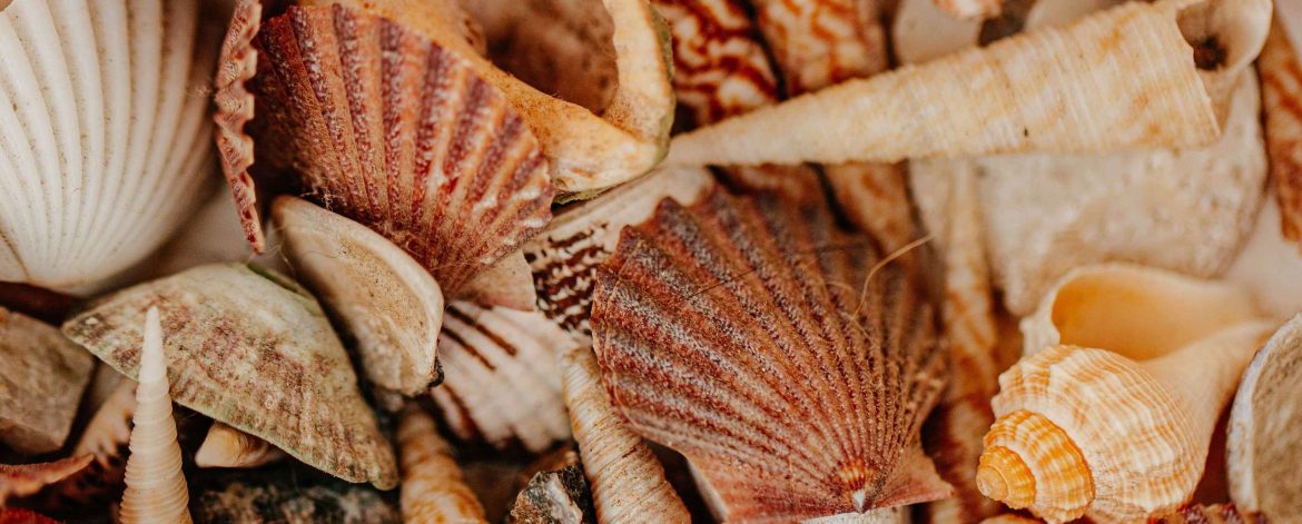 frank-flores-vaZd7O-xH3A-unsplash