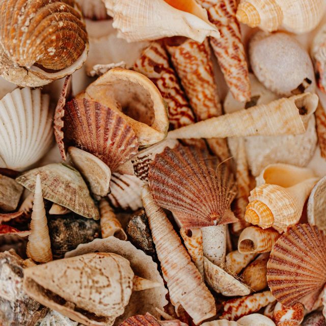 frank-flores-vaZd7O-xH3A-unsplash