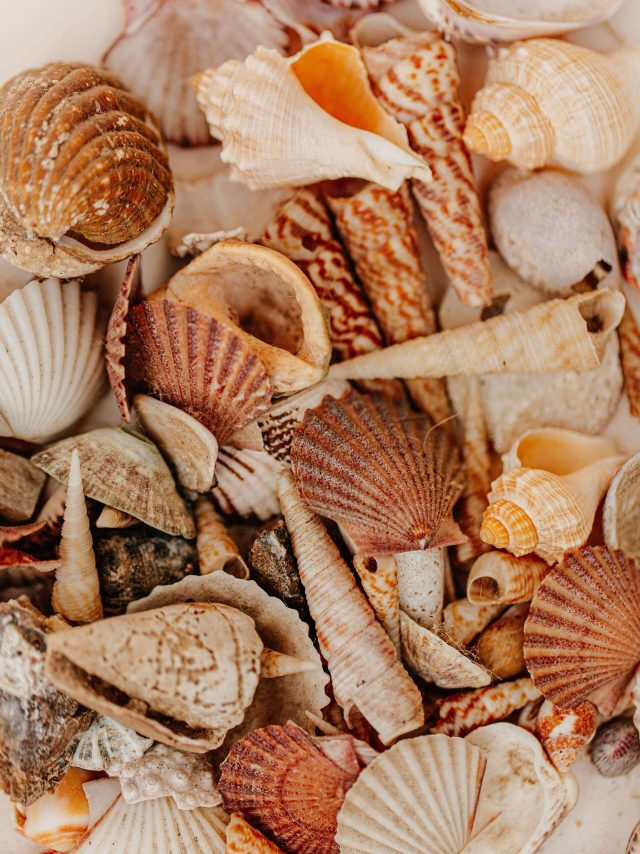 frank-flores-vaZd7O-xH3A-unsplash