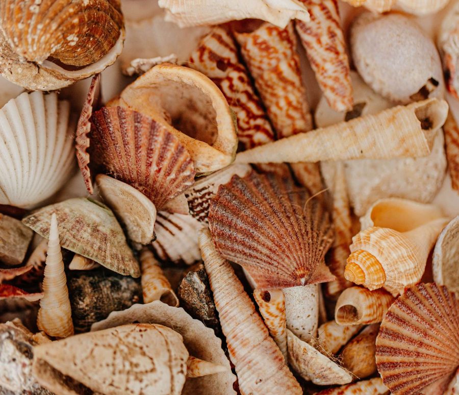 frank-flores-vaZd7O-xH3A-unsplash