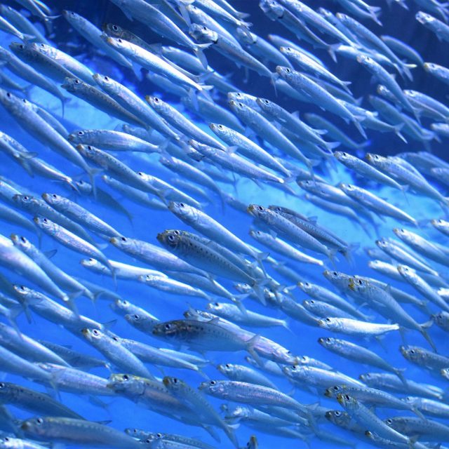 kate-estes-4e4wPvRZ_9Q-unsplash