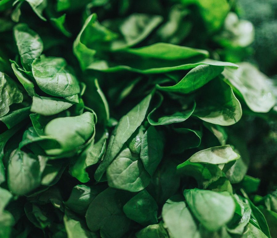 nathan-dumlao-m6DAgQyxjAo-unsplash