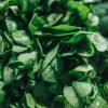 Vegetables, such as spinach are rich in lutein